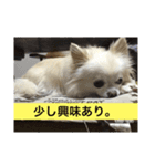 自由気ままな犬 ポッキーくん。（個別スタンプ：14）