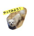 自由気ままな犬 ポッキーくん。（個別スタンプ：15）