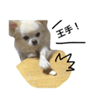 自由気ままな犬 ポッキーくん。（個別スタンプ：16）