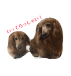 かわいいダックス使える日常会話2（個別スタンプ：1）