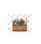 かわいいダックス使える日常会話2（個別スタンプ：3）