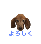 かわいいダックス使える日常会話2（個別スタンプ：15）