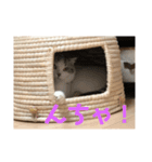 コジロウにゃー（個別スタンプ：2）