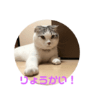 コジロウにゃー（個別スタンプ：7）