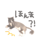 えいたと愉快な家族たち（個別スタンプ：5）