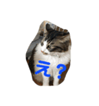 小林家スタンプʕ•ᴥ•ʔ（個別スタンプ：10）