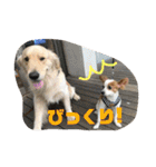 小林家スタンプʕ•ᴥ•ʔ（個別スタンプ：19）