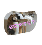 小林家スタンプʕ•ᴥ•ʔ（個別スタンプ：24）
