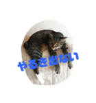小林家スタンプʕ•ᴥ•ʔ（個別スタンプ：28）
