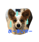 小林家スタンプʕ•ᴥ•ʔ（個別スタンプ：31）
