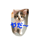 小林家スタンプʕ•ᴥ•ʔ（個別スタンプ：36）