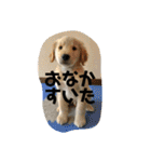 小林家スタンプʕ•ᴥ•ʔ（個別スタンプ：37）