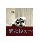 ミニチュアシュナウザーフラン（個別スタンプ：3）