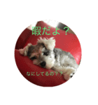 ミニチュアシュナウザーフラン（個別スタンプ：8）