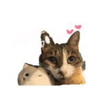 チロルとあずき1（個別スタンプ：1）