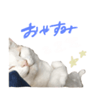 チロルとあずき1（個別スタンプ：2）