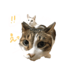 チロルとあずき1（個別スタンプ：3）