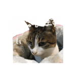 チロルとあずき1（個別スタンプ：5）