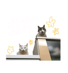 チロルとあずき1（個別スタンプ：8）