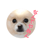 ポメプー【関西風】（個別スタンプ：3）