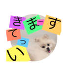 ポメプー【関西風】（個別スタンプ：4）