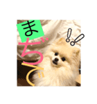 ポメプー【関西風】（個別スタンプ：7）