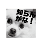 ポメプー【関西風】（個別スタンプ：8）