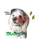 アメコカアリスとベビ凜ちゃん（個別スタンプ：21）