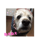 アメコカアリスとベビ凜ちゃん（個別スタンプ：34）