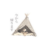 チワワのまいにちスタンプ☺︎（個別スタンプ：21）