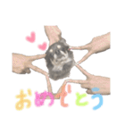 チワワのまいにちスタンプ☺︎（個別スタンプ：24）