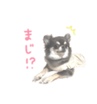 チワワのまいにちスタンプ☺︎（個別スタンプ：38）