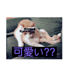 ウチの猫ฅ^•ﻌ•^ฅ（個別スタンプ：2）