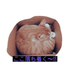ウチの猫ฅ^•ﻌ•^ฅ（個別スタンプ：3）