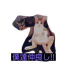 ウチの猫ฅ^•ﻌ•^ฅ（個別スタンプ：4）