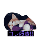 ウチの猫ฅ^•ﻌ•^ฅ（個別スタンプ：5）