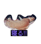 ウチの猫ฅ^•ﻌ•^ฅ（個別スタンプ：6）