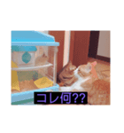 ウチの猫ฅ^•ﻌ•^ฅ（個別スタンプ：7）