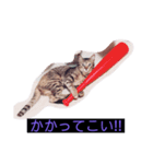 ウチの猫ฅ^•ﻌ•^ฅ（個別スタンプ：8）