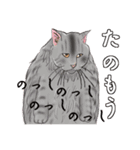 あにまる整体師ロビン君（個別スタンプ：11）