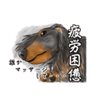 あにまる整体師ロビン君（個別スタンプ：15）