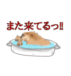あにまる整体師ロビン君（個別スタンプ：21）