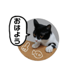びっけ（個別スタンプ：4）