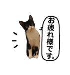 びっけ（個別スタンプ：9）