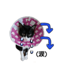 びっけ（個別スタンプ：10）