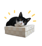 びっけ（個別スタンプ：15）