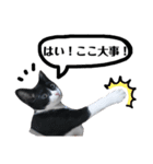 びっけ（個別スタンプ：18）