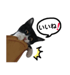 びっけ（個別スタンプ：19）