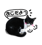 びっけ（個別スタンプ：29）