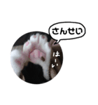 びっけ（個別スタンプ：31）